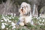 LHASSA APSO 050
